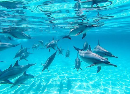 Dolphin House Deluxe trip