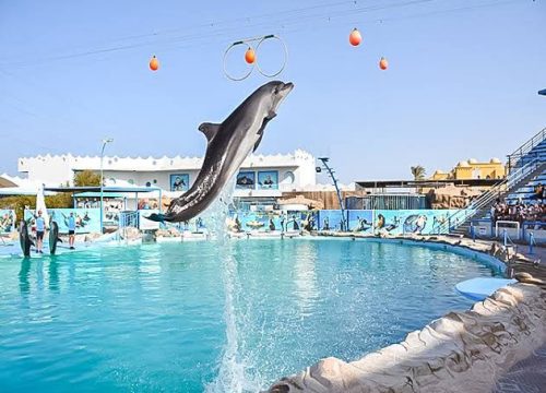 Dolphin show